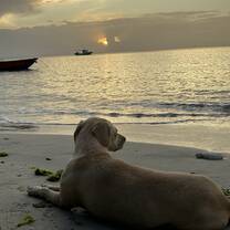 Blondie on the beach