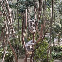 Koala visits booked through this agency 