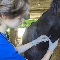 Venipuncture on a horse 