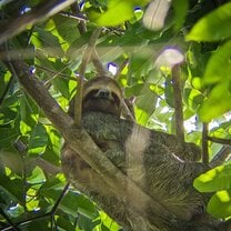 Spotting a 3 toed sloth on a hike!