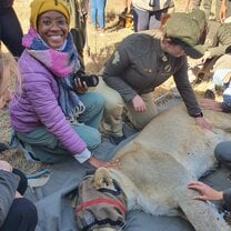 Lion Intervention 