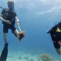 Lionfish containment