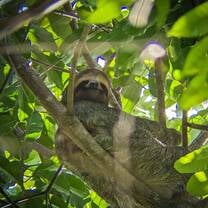 Spotting a 3 toed sloth on a hike!