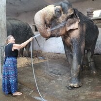 washing elephants