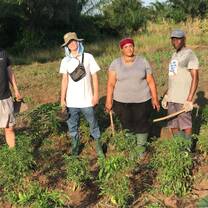 Agriculture volunteer