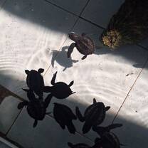 Hatchings