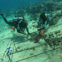 Coral restauration