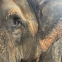 Who doesn't love feeding some elephants. 