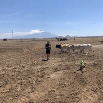 Cows and Kilimanjaro