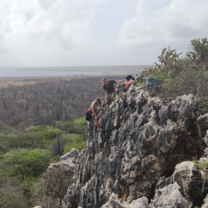 rappelling to inspect a nest