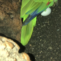an egg found in a nest near the beginning of the breeding season!