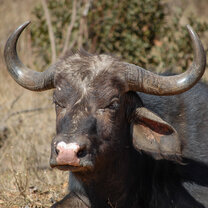 Buffalo