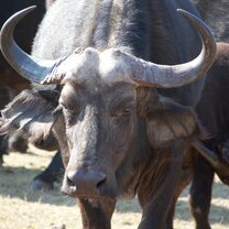 Buffalo!
