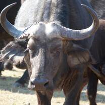 Buffalo!