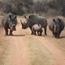 Rhino gang
