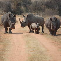 Rhino gang