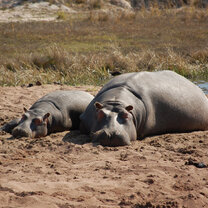 Hippo