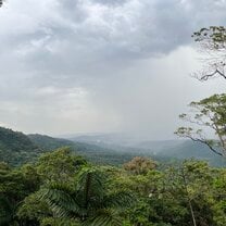 Tamandua:Jungle retreat