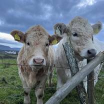 cows
