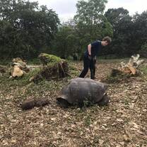 working around a giant tortoise