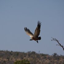 Vulture