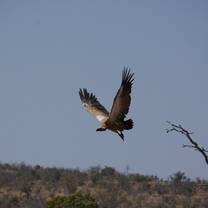 Vulture