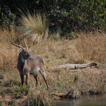Waterbuck and croc