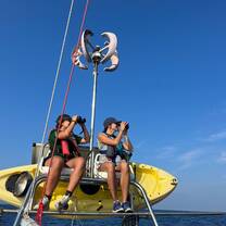 Marine mammal surveys
