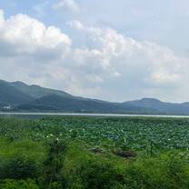 Lotus flowers in Yangsu 