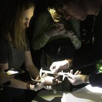 Measuring a huge toad during amphibian inventory
