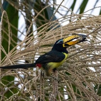 A lettered aracari seen from the volunteer house