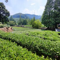 longjing mountain in Hangzhou