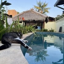 Nala the resident cat napping by the pool