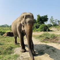 Elephant sanctuary 