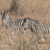 Zebras 