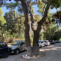My favorite tree in the middle of the road :)