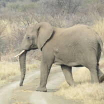 elephant