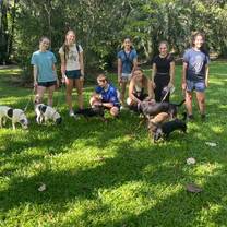 Walking Dogs