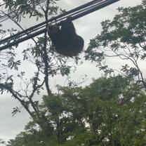 Wild Sloth!