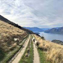 Roys Peak, Wanaka