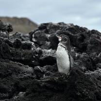 Galapagos Pinguin