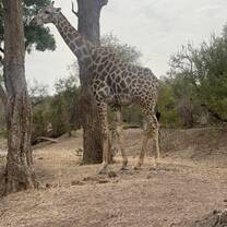 Giraffe 