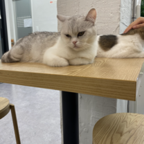 Cat cafe
