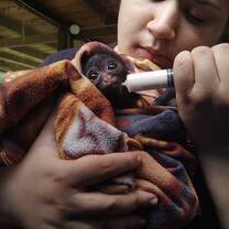 My best moment is beeing with this baby! And helping her! She will be reintroduced in her area!