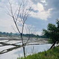 Rice field