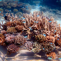 coral plant