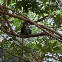 Dusty Langur