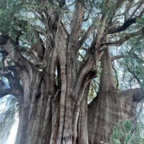 Árbol del Tule