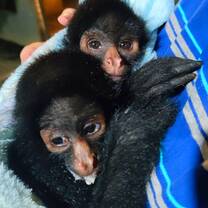 Monkeys