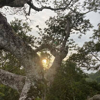 from canopy